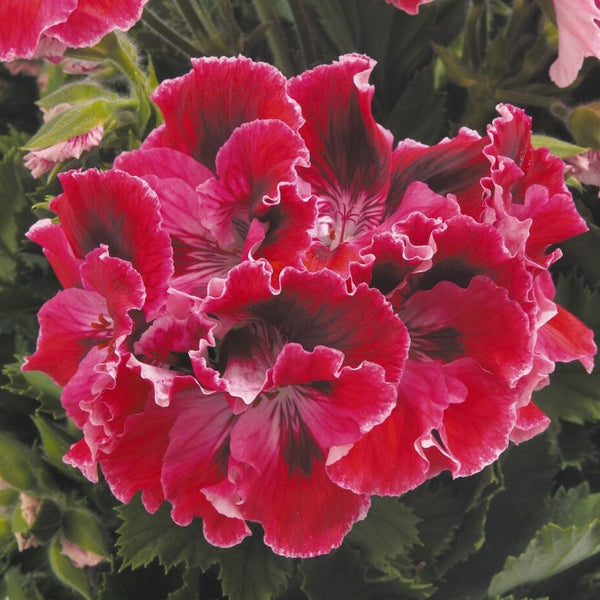 Geranium REGAL Elegance Red Velvet