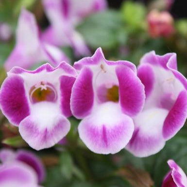 Torenia Summer Wave Boquet Deep Rose