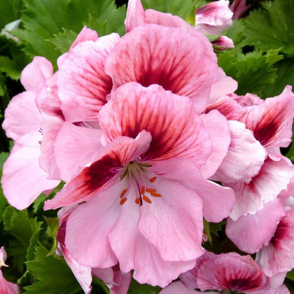 Geranium Regal Elegance Rose Bicolor