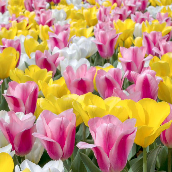 Tulip Mix A