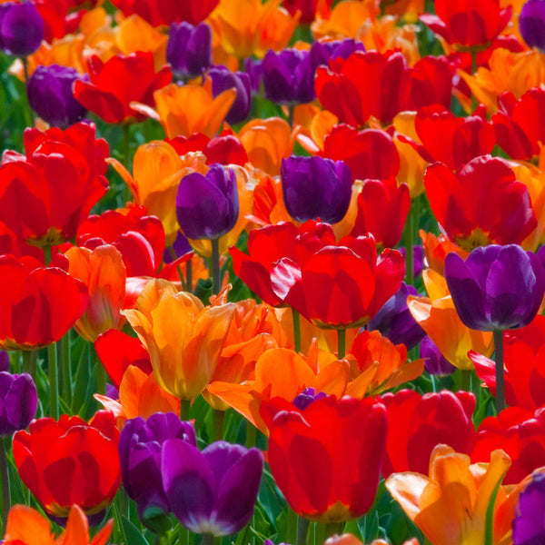 Tulip Mix D