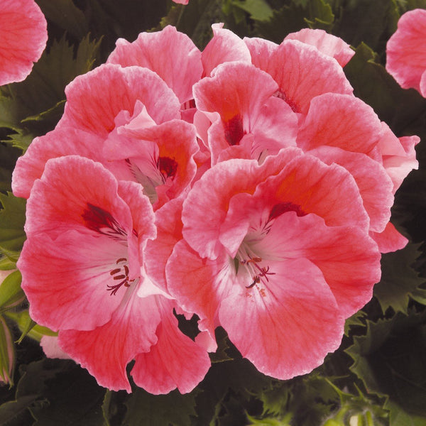 Geranium Regal Elegance Sunrise