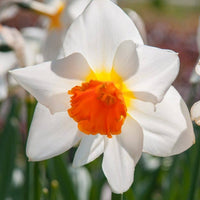 Daffodil Joyce Spirit