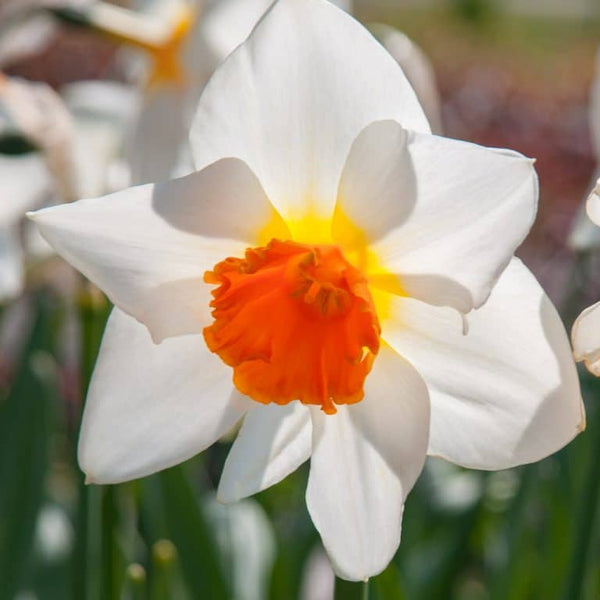 Daffodil Joyce Spirit