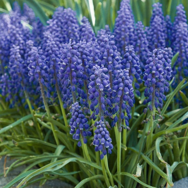 Grape Hyacinth