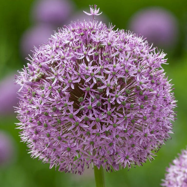 Allium Gladiator