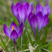 Crocus