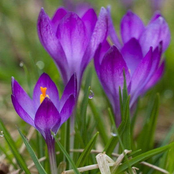 Crocus