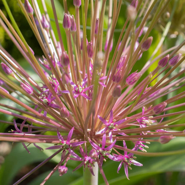 Allium Schubertii