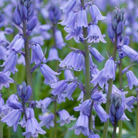 Spanish Bluebells