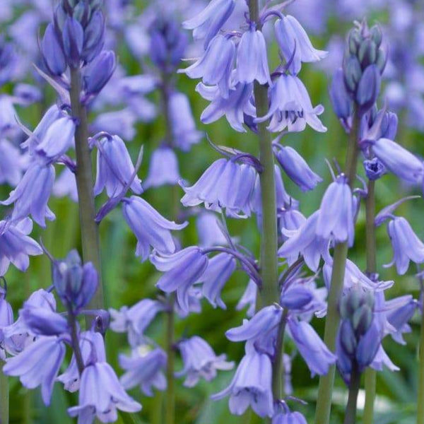 Spanish Bluebells