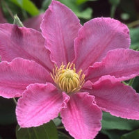 Clematis Abilene