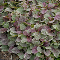 Ajuga rep Burgundy Glow