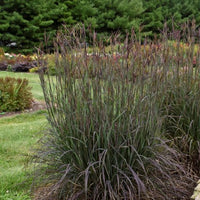 Grass Andropogon ger. 'Blackhawks'