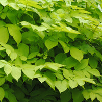 Aralia cordata Sun King