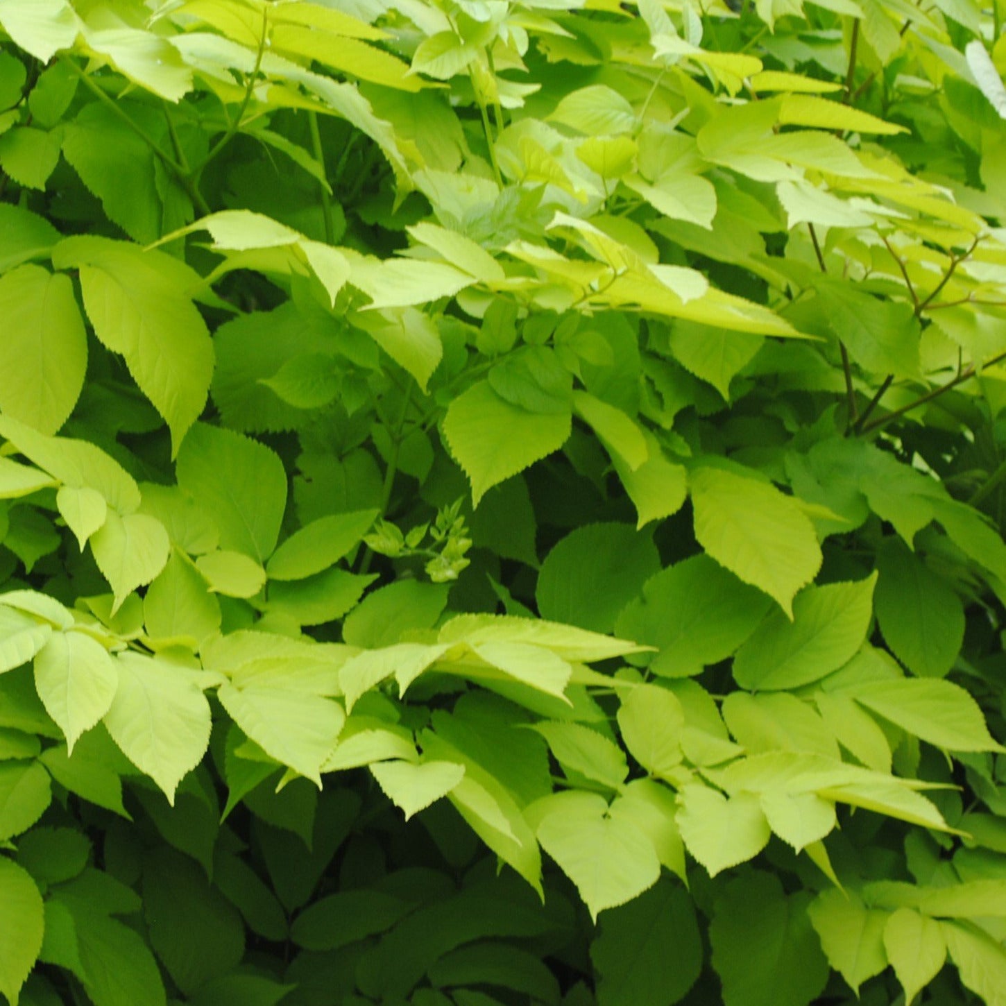 Aralia cordata Sun King Seatonville Greenhouses