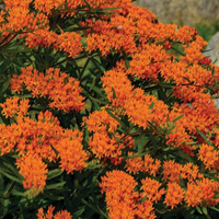 Asclepias tuberosa