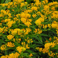 Asclepias Hello Yellow