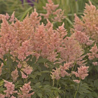 Astilbe japon Peach Blossom