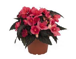 Begonia I'Conia First Kiss