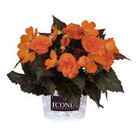 Begonia I'Conia Portofino Orange hot