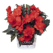 Begonia I'Conia Red
