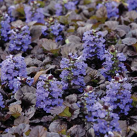 Ajuga rep Black Scallop