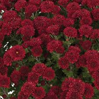 Mums -  Red / Burgundy