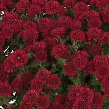 Mums -  Red / Burgundy