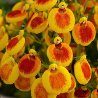 Calceolaria Calynps Yel Red