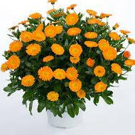 Calendula Cheers Orange