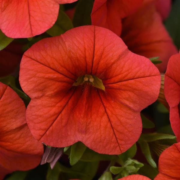 Calibrachoa Cabaret Orange