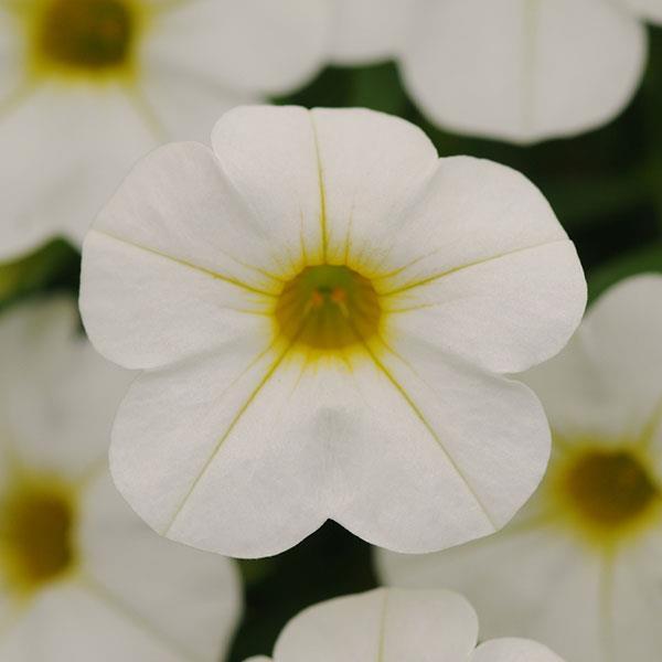 Calibrachoa Cabaret White