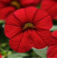 Calibrachoa Cabaret Red Bright