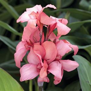 Canna Cannova Mango