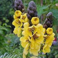 Cassia Popcorn plant