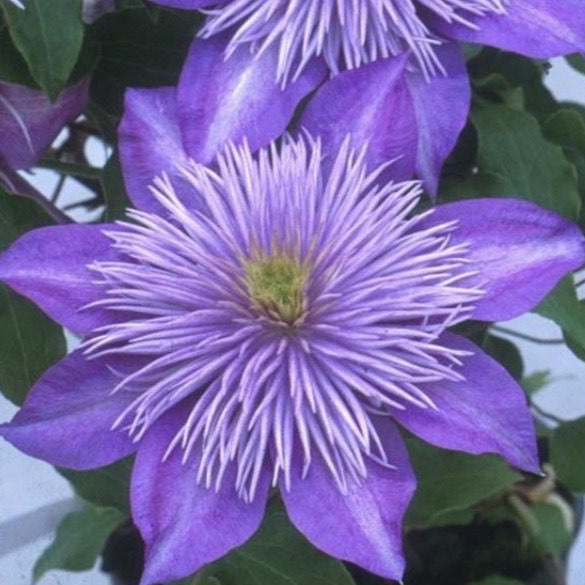 Clematis Crystal Fountain