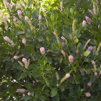 Clethra aln Ruby Spice Summersweet