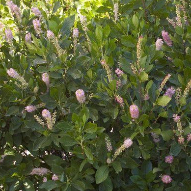 Clethra aln Ruby Spice Summersweet
