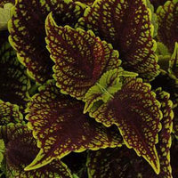 Coleus Coleosaurus