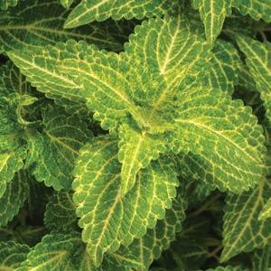 Coleus Electric Lime