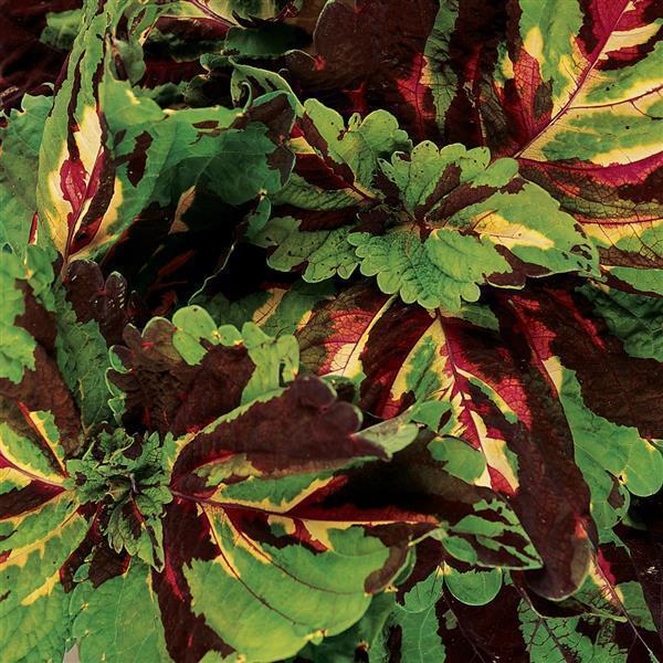 Coleus Kong Mosaic