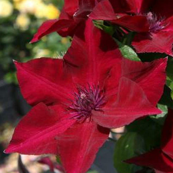 Clematis Nubia