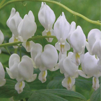 Dicentra spect Alba