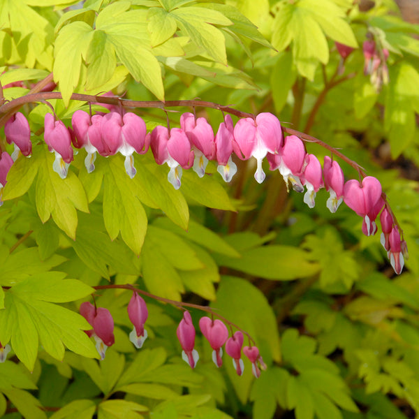 Dicentra spect Gold Heart