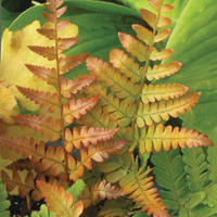 Fern Dryopteris e. 'Brilliance'