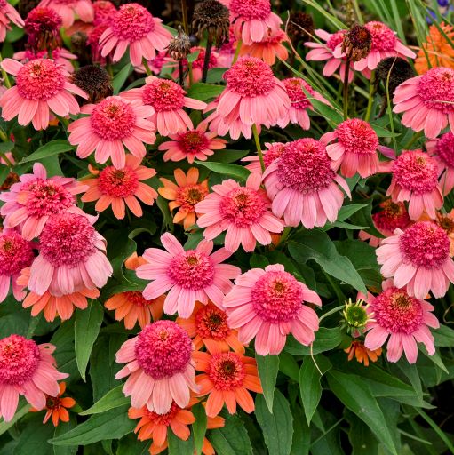 Echinacea ' Rainbow Sherbet '