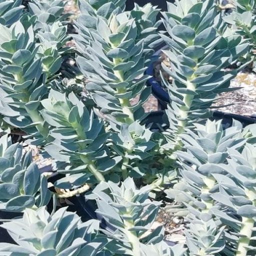 Euphorbia myrsinites - Donkey tail spurge