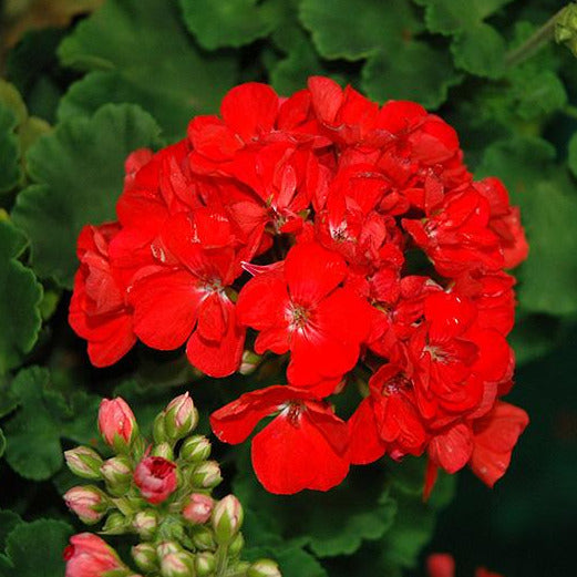 Geranium Patriot Watermelon