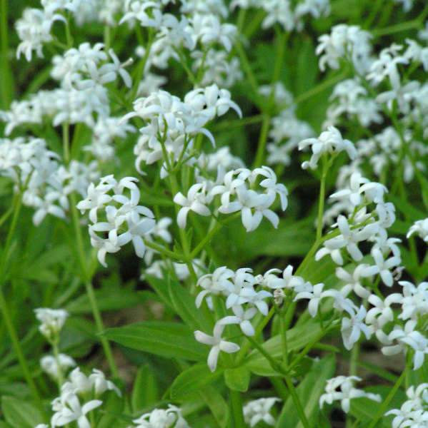 Galium odoratum